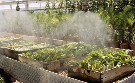 A Quick Guide to Greenhouse Misting Systems - raincitystudios.com
