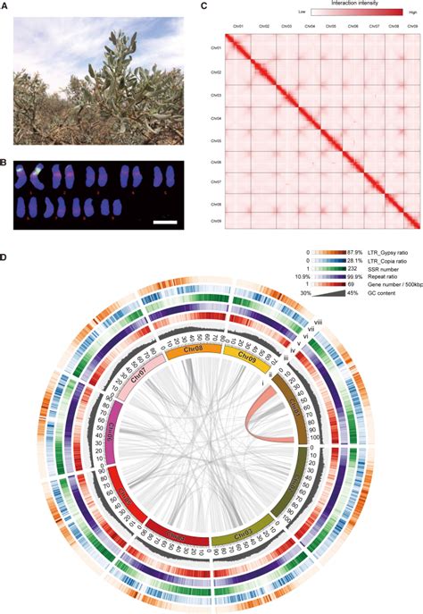 A reference-grade genome of the xerophyte ... - ScienceDirect - muktibox.com