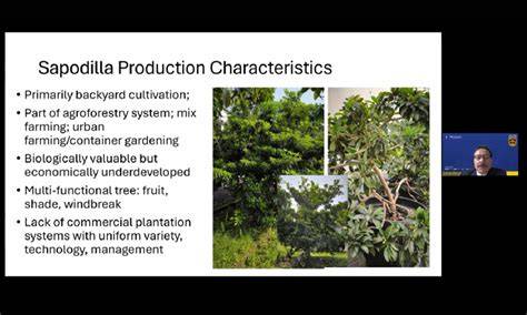 A review of sapodilla beneficial use, production status, and ... - raincitystudios.com