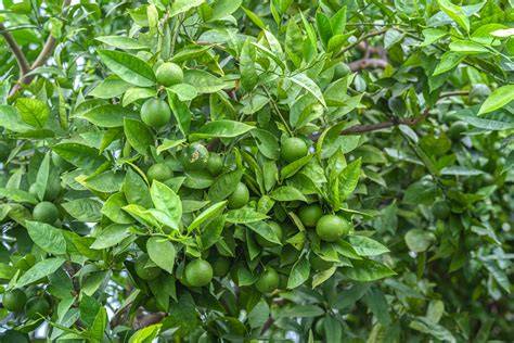 A review of Thailand commercial success in growing lime (Citrus ... - raincitystudios.com