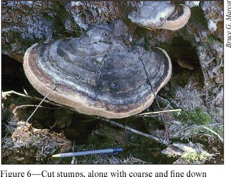 A Review of the Role of Fungi in Wood Decay of Forest Ecosystems - raincitystudios.com