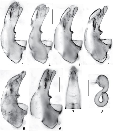 A REVISION OF WESTERN PALAEARCTIC OXYTORINE …