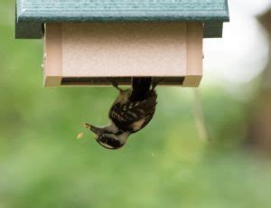 A Raccoon is Eating My Suet! - Birdseed & Binoculars