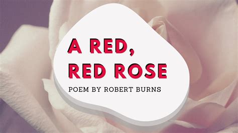 A Red, Red Rose by Robert Burns Analysis PrimeStudyGuides.com