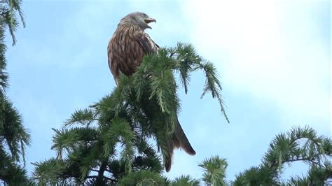 A Red Kite Calling. - YouTube