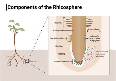 A simple approach to modeling microbial biomass in the rhizosphere - raincitystudios.com