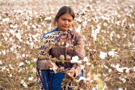 A Step-by-Step Guide to Cotton Farming - raincitystudios.com