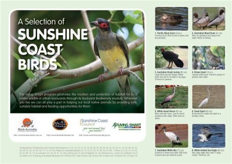 A Selection of SunShine CoaSt BirdS