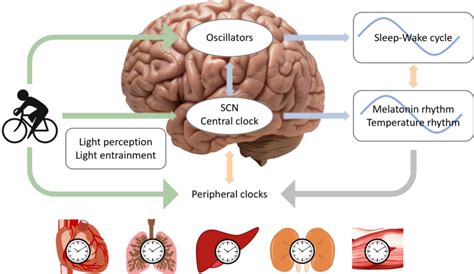 A Separate Circadian Oscillator Controls Nocturnal …