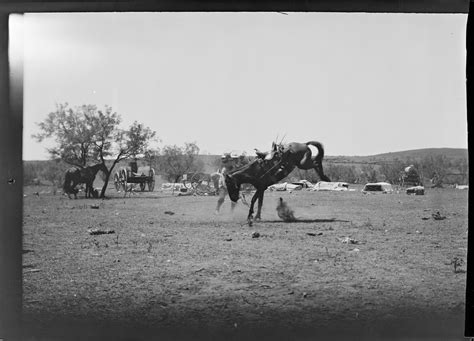 A Shoe Bar horse pitching in roundup camp while a …