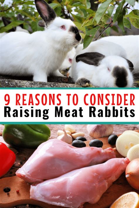 A Short Guide to Raising Rabbits for Meat