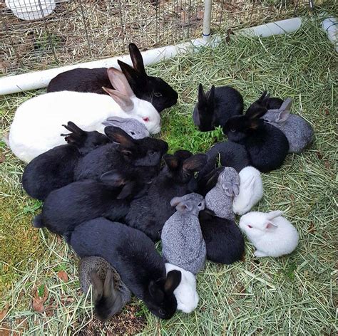A Short Guide to Raising Rabbits for Meat