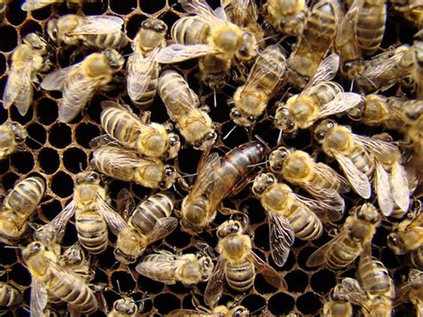 A Shortlist for Long-term Beekeeping Success