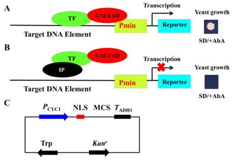 A Simple Method to Detect the Inhibition of Transcription ... - PubMed