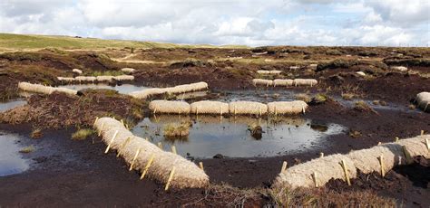 A Statement on Peatland, River and Wetland Restoration