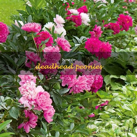 A Step-By-Step Guide To Deadheading Peonies ShunCy - Love the …