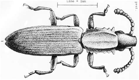 A Stored Products Pest, Oryzaephilus acuminatus (Insecta: …