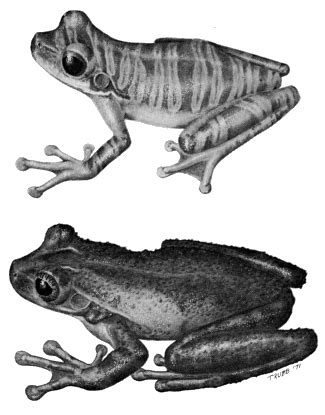 A Synopsis of Neotropical Hylid Frogs Genus Osteocephalus