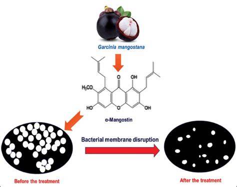 A Technical Guide to the Discovery and Isolation of α-Mangostin from ... - raincitystudios.com