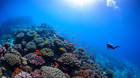 A tide of change: What we can learn from stories of marine conservation ... - muktibox.com