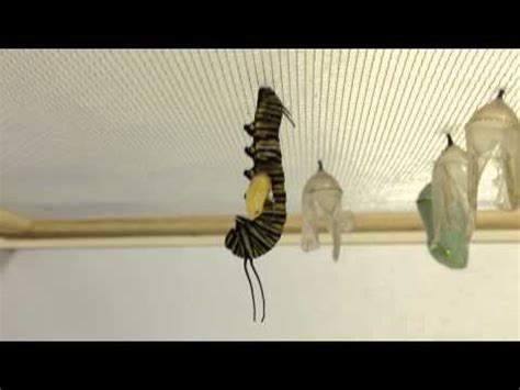 A Tachinid Fly Larva Emerges From a Monarch …