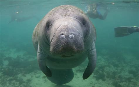 A Tale of Two Manatee-Conservation Experiences Sierra Club