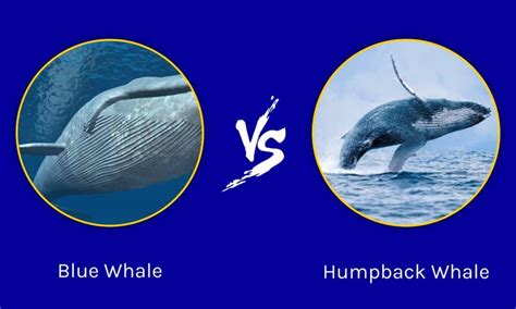 A Tale of Two Whales NARWHAL vs ORCA