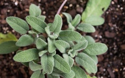 Read A Taste of Sage