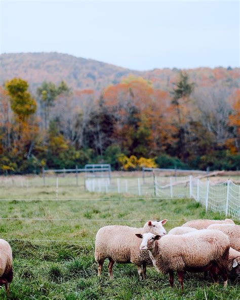 A Taste of Vermont - Review of Fat Sheep Farm & Cabins, Hartland, VT …