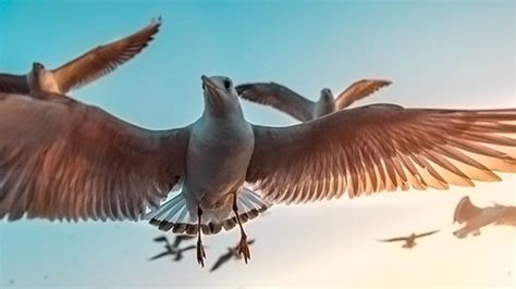 A Thermodynamic Answer to Why Birds Migrate 20180507