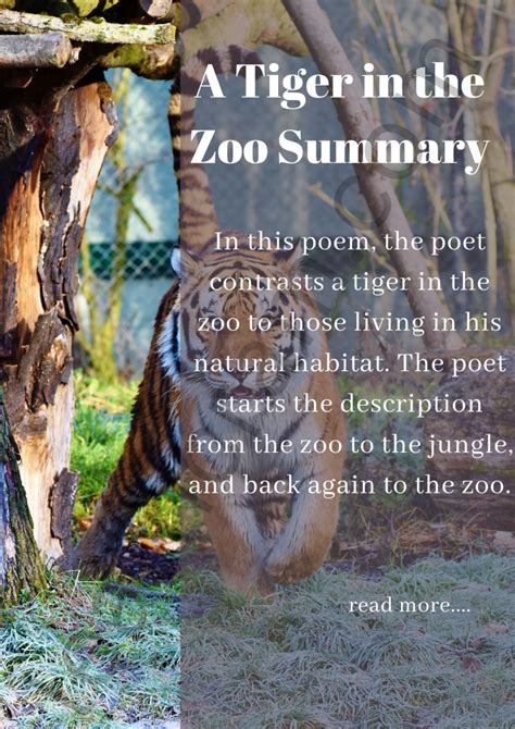 A Tiger in the Zoo Summary – Learn Cram