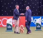 A Toy Poodle from Lancashire wins place in Crufts Best in Show …