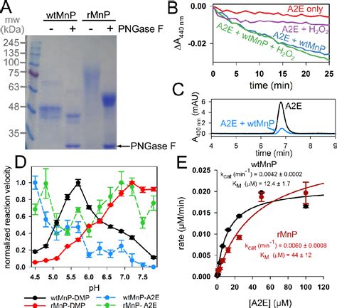 A Translational Approach to Enzyme-Mediated Retinal Lipofuscin …