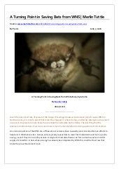 A Turning Point in Saving Bats From WNS