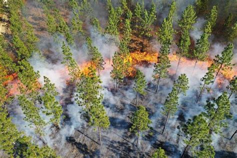 A US pine species thrives when burnt. Southerners are rekindling a ‘fire culture’ to boost its range