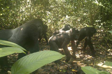 A video camera trap captures a troop of gorillas, including ... - raincitystudios.com