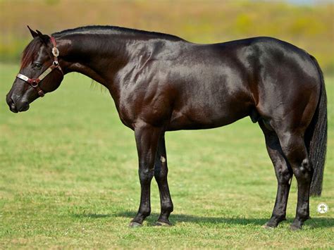 A Vintage Smoke - Find A Stallion - NRHA