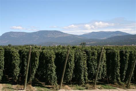 A Visit To Elk Mountain Farms, The World’s Largest Hop …