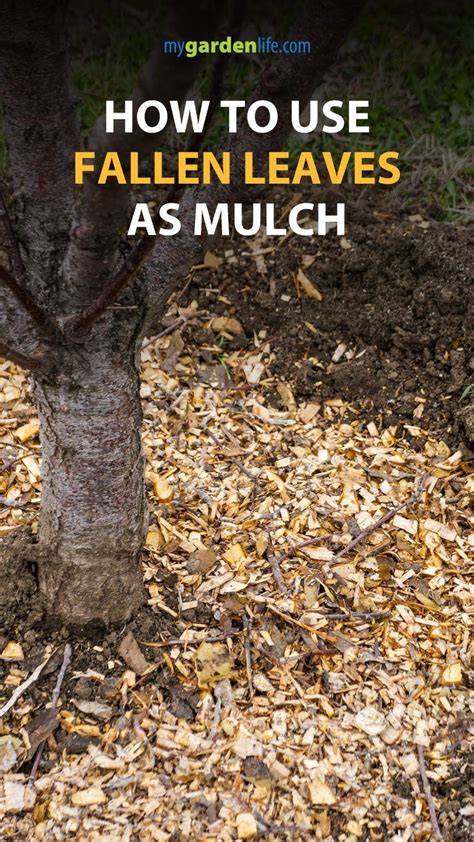 A Warning When Using Fallen Leaves as Mulch - raincitystudios.com