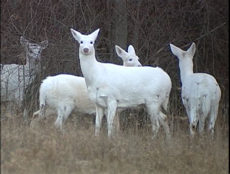 A White Deer And Other Stories