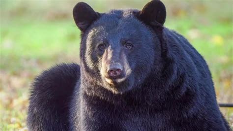 A bear seen in Whitman approached homes, sniffed pumpkins ahead of trick-or-treating