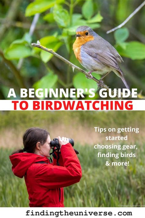 A beginner’s guide to birdwatching