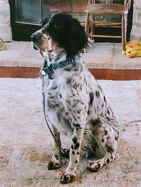 A better english setter rescue. Things To Know About A better english setter rescue. 