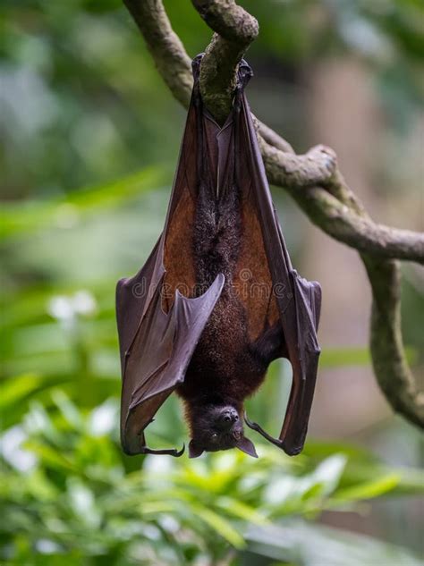 A big bat hangs upside down in people