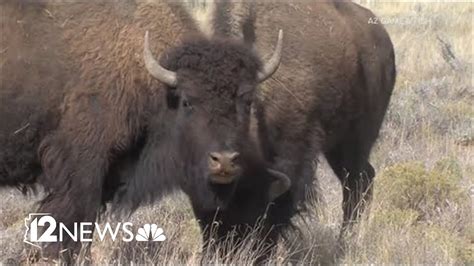A bison gored an Arizona woman in Yellowstone, the park’s first such attack in 2023