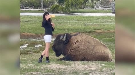 A bison gores a woman near lakeside cabins in Yellowstone National Park, seriously injuring her