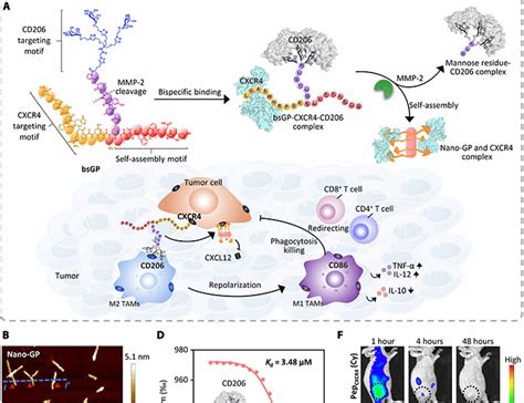 A bispecific glycopeptide spatiotemporally regulates …