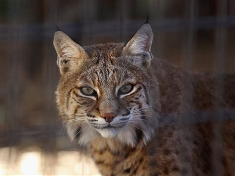 A bobcat attacks a camper sleeping in a hammock at a Connecticut state park