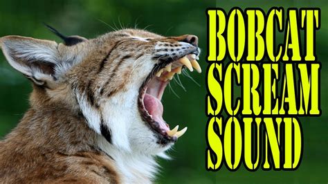 A bobcat scream. The only scream that ha... I heard this around 10 o'clock one night outside of my house and I can't decide whether or not it's a black panther or bobcat scream. 