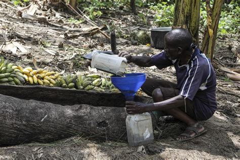 A boozy banana drink in Uganda is under threat as authorities move to restrict home brewers